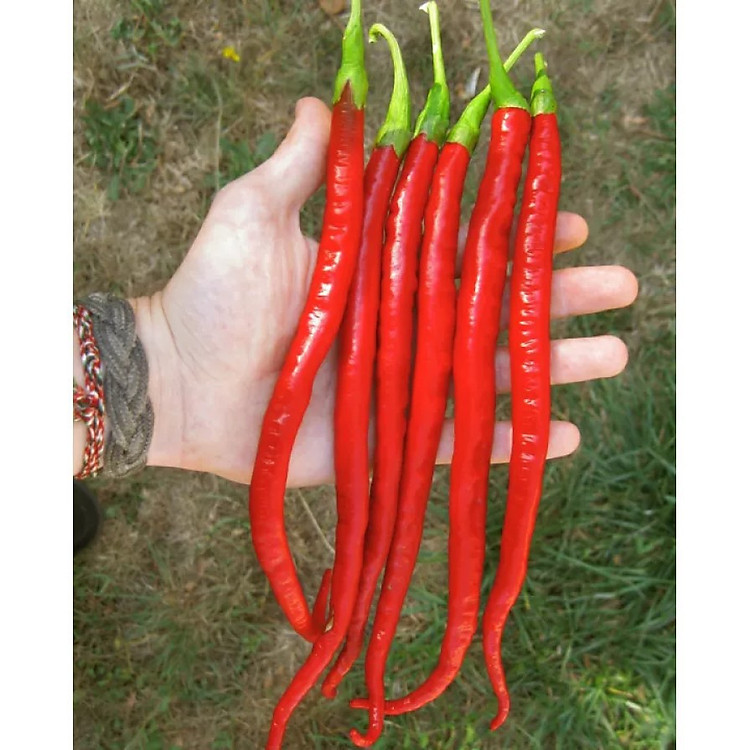 Hạt giông ớt dài hàn quốc 30 hạt ĐẾN MÙA TRỒNG TẾT