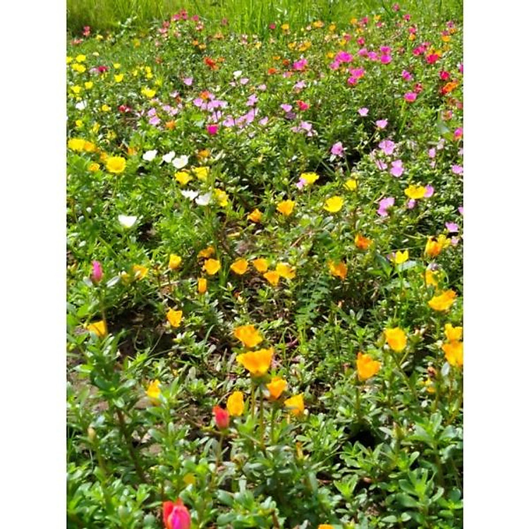 Combo 10 nhánh hoa mười giờ sam màu hoa lấy lộn xộn dễ trồng sinh trưởng tốt