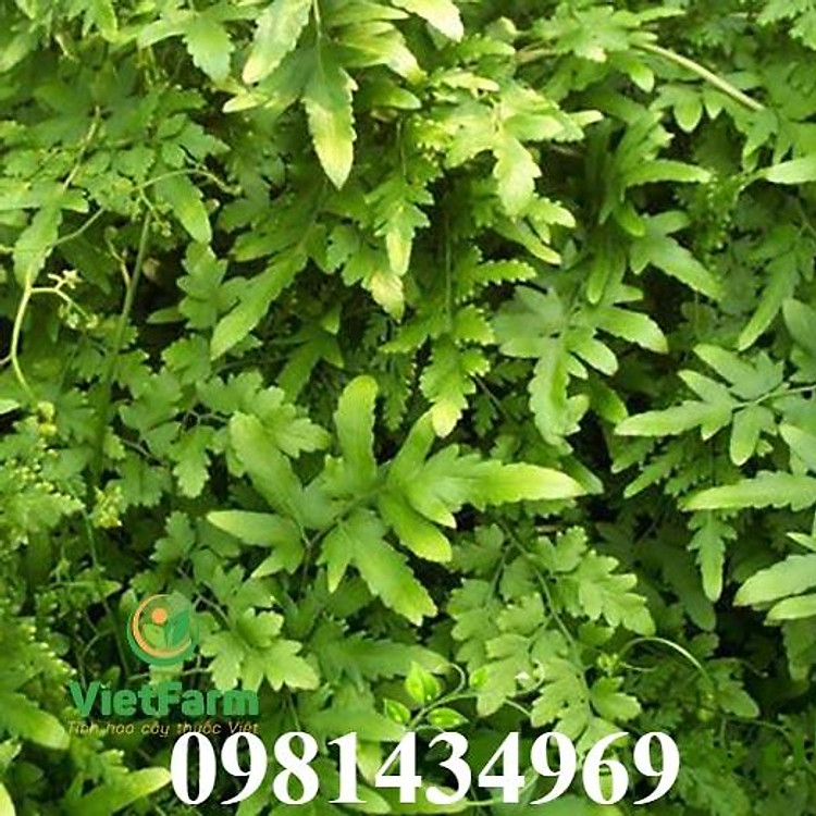 Bòng Bong Khô Hải Kim Sa (300g)