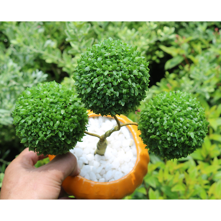 Chậu sứ cây 3 quả cầu may mắn