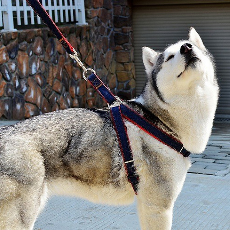 Dây xích chó bằng jean dù siêu bền xudapet - giao màu ngẫu nhiên - XDP01DXC02