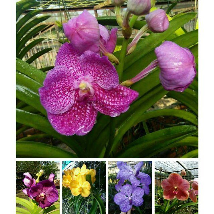 Hoa phong lan vanda thái hoa tết