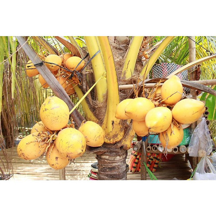 Cây giống dừa vàng tam quan