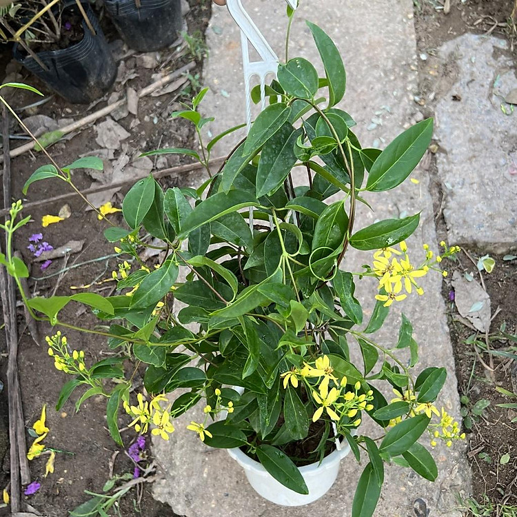 Chậu hoa mai hoàng yến treo nhánh dài 40-50cm, cây hoa leo giàn nở rực rỡ treo ban công và sân vườn