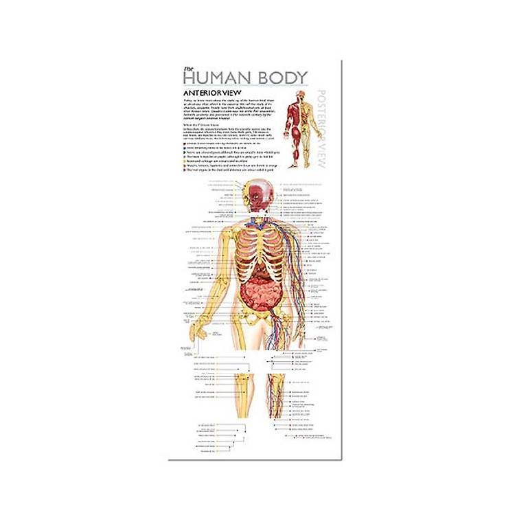 Wol Model Set – Human Body