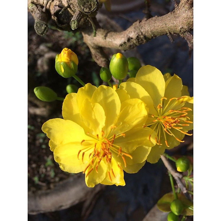 2 Cây Mai Huỳnh Tỷ