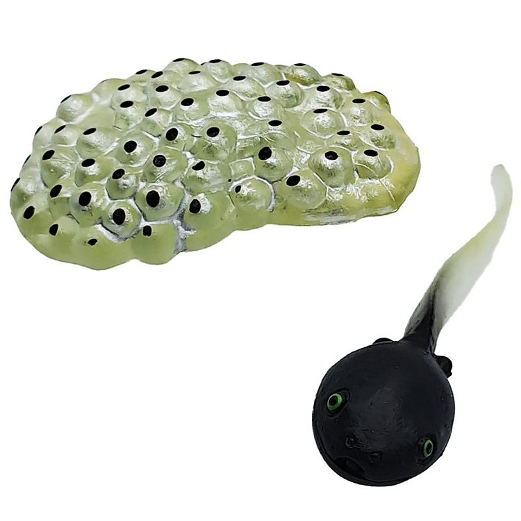 Đồ Chơi Mô Hình Vòng Đời Ếch Chính hãng Giá rẻ - Hình ảnh 4