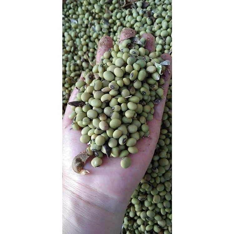 Đỗ tương vỏ xanh hạt dẹt 999 gram nảy mầm 99%