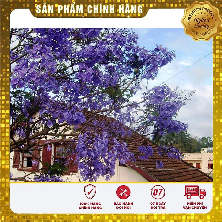 Hạt giống hoa phượng tím thủy chung gói 3 hạt