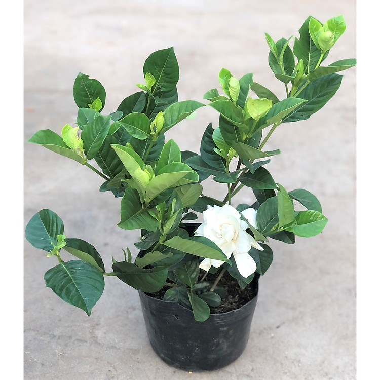 Chậu cây bạch thiên hương hoa thơm trồng nơi có nhiều nắng