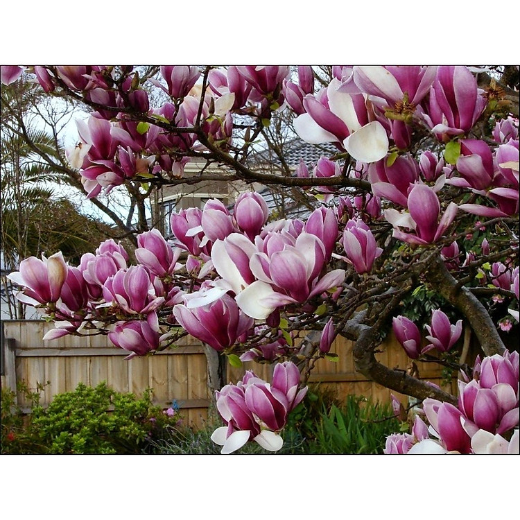 Bộ 1 gói Hạt giống hoa mộc lan