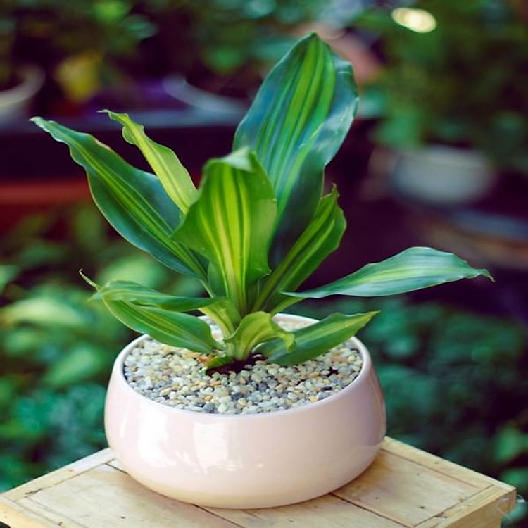 Chậu Cây Phát Tài Như Ý (Thiết Mộc Lan)