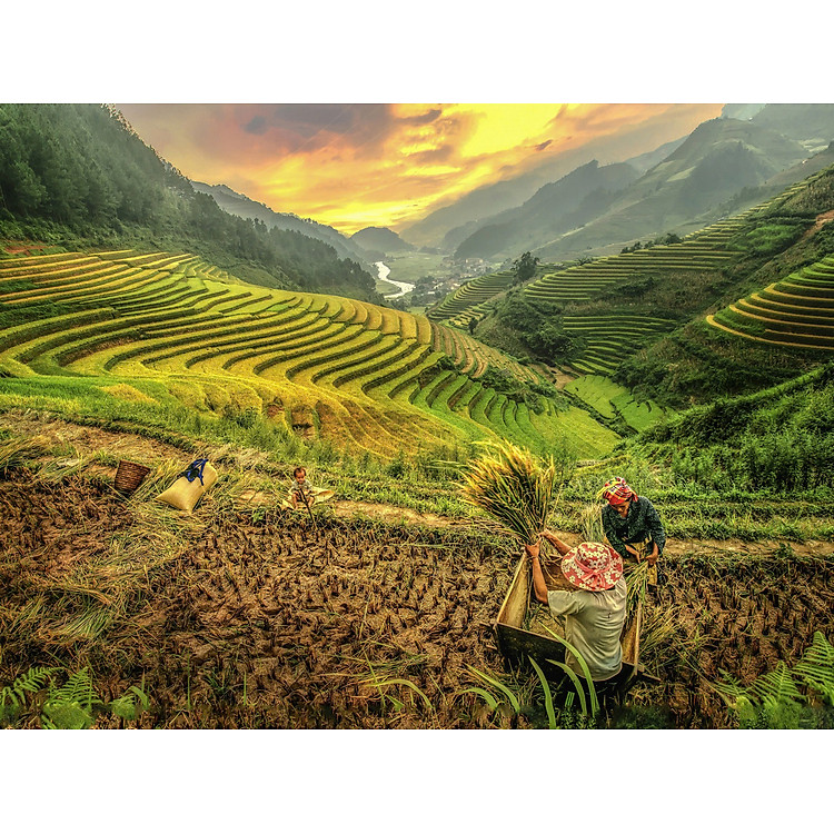 Ruộng Bậc Thang - Ghép Hình 1500 Mảnh Chính hãng Tiết kiệm - Hình ảnh 4