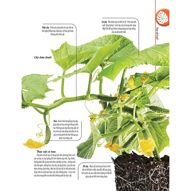 Bách Khoa Thư Về Thế Giới Thực Vật - Cây, Lá, Hoa Và Hạt - Ảnh 4