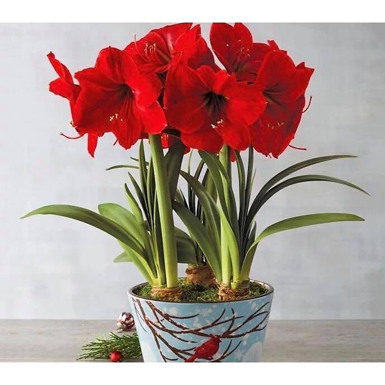 củ lan giống hoa huệ tây màu đỏ nhung