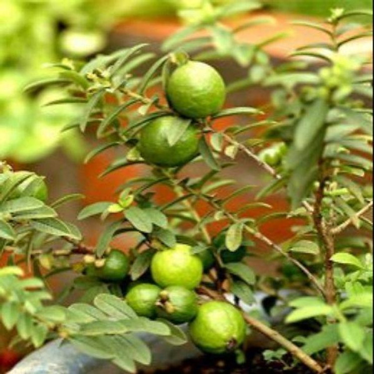 Cây ổi kiểng cây đẹp chuẩn giống