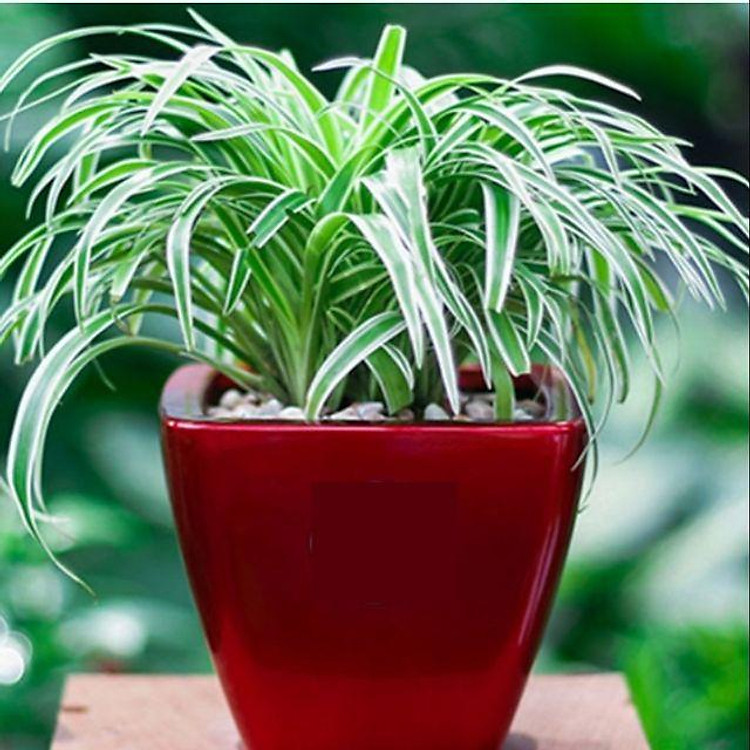 5 Cây Cỏ Lan Chi_ cây dây nhện