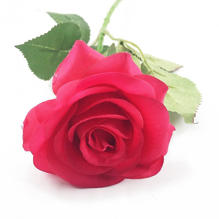 Cành Hoa Hồng Lạnh Hồng Fuchsia