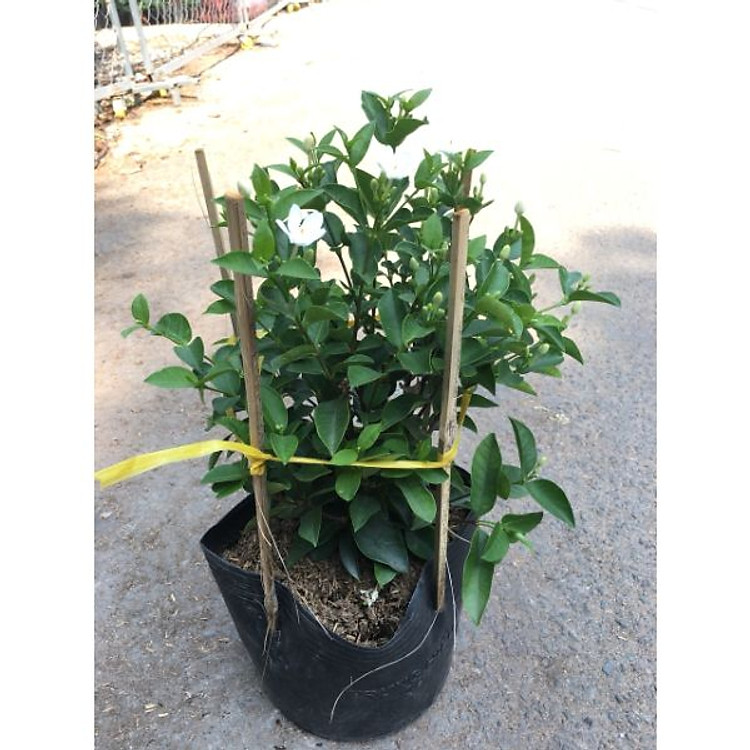 Cây Bạch Thiên Hương