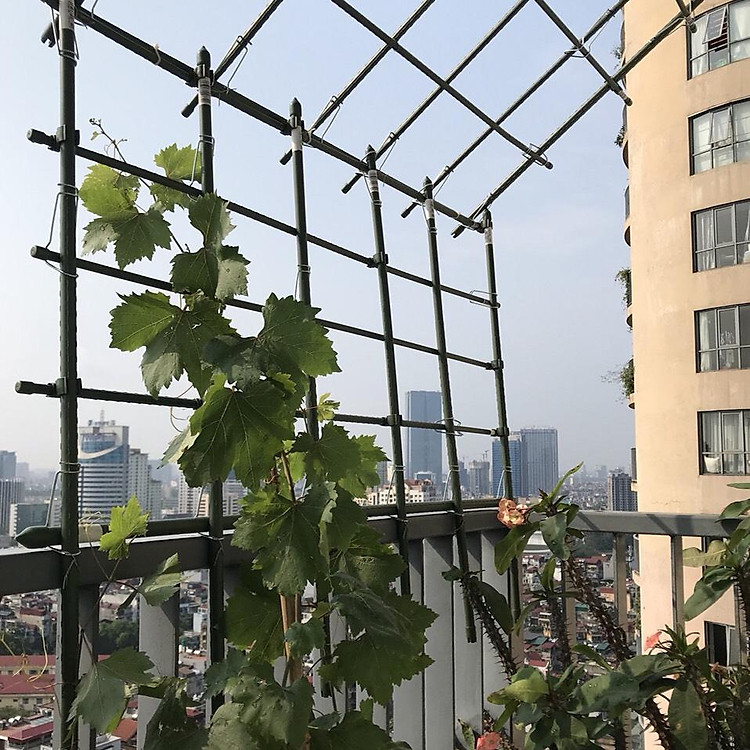 GIÀN LEO - KHUNG TRỒNG CÂY - Một thương hiệu đến từ DAIM Nhật Bản- Dùng làm Khung Đỡ, Giá Đỡ Hoa Hồng Leo, giàn leo bầu bí mướp - Cao 1m5,1m8,2m1 - Được nối từ các ống tre thép lại với nhau .