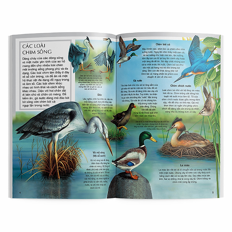 Các loài chim - Ảnh 3