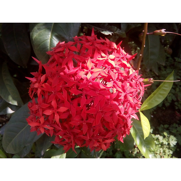 Cây bông trang (mẫu đơn), bông to màu đỏ