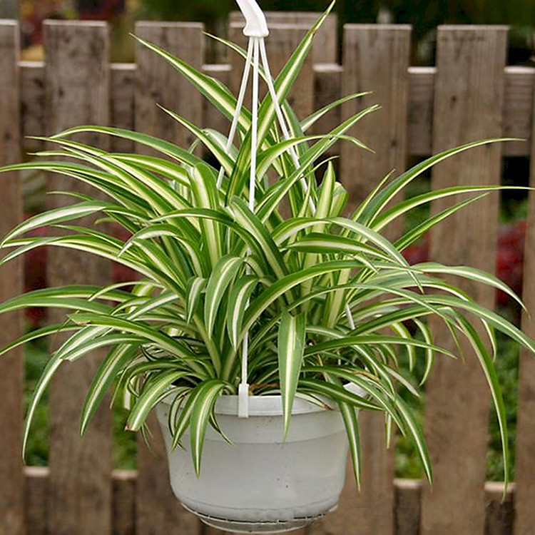 Cây Mẫu Tử Chậu Treo