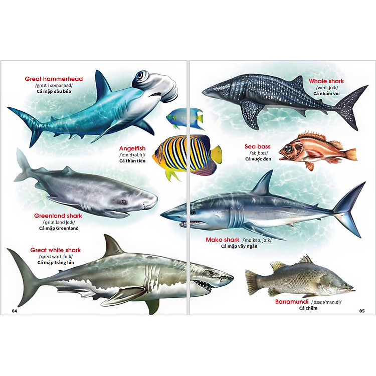 My First Book Of Animal - Động Vật Dưới Nước - Ảnh 2