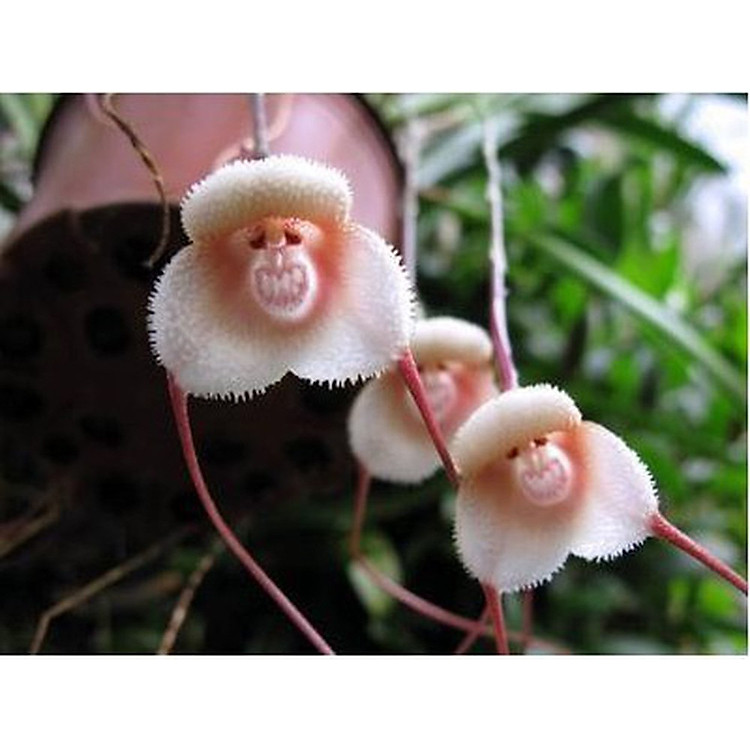 Bộ 10 gói Hạt giống lan mặt khỉ