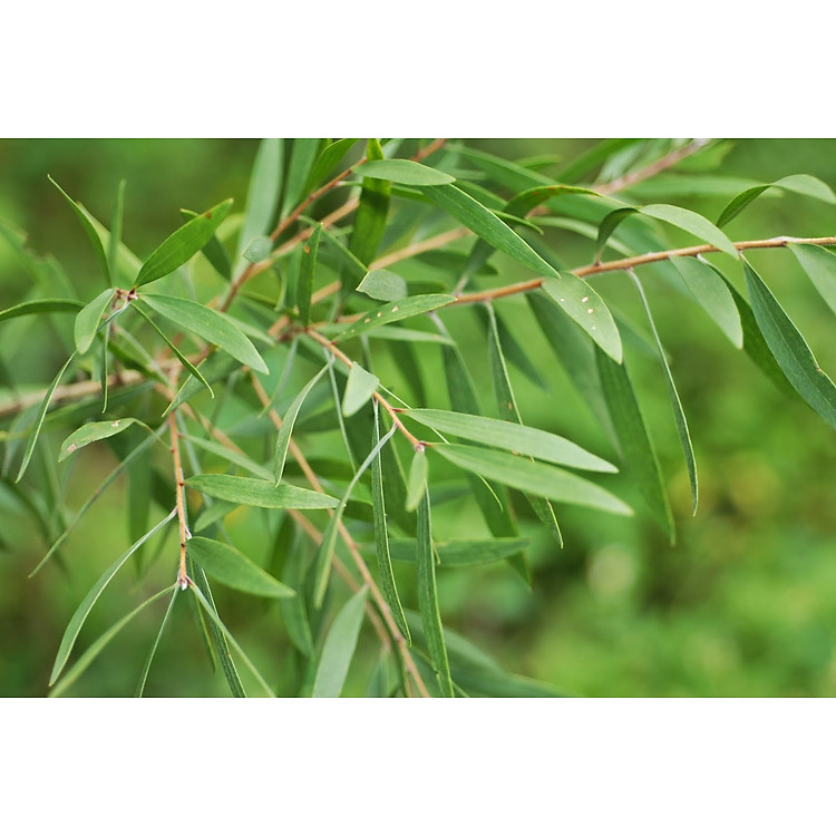 Tinh dầu tràm Huế nguyên chất Hoa Nén Chính hãng Ưu đãi - Hình ảnh 5