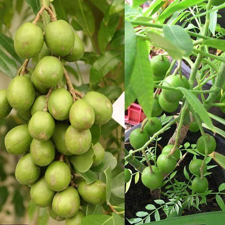 Cây cóc thái ra quả siêu sớm (ảnh thât)