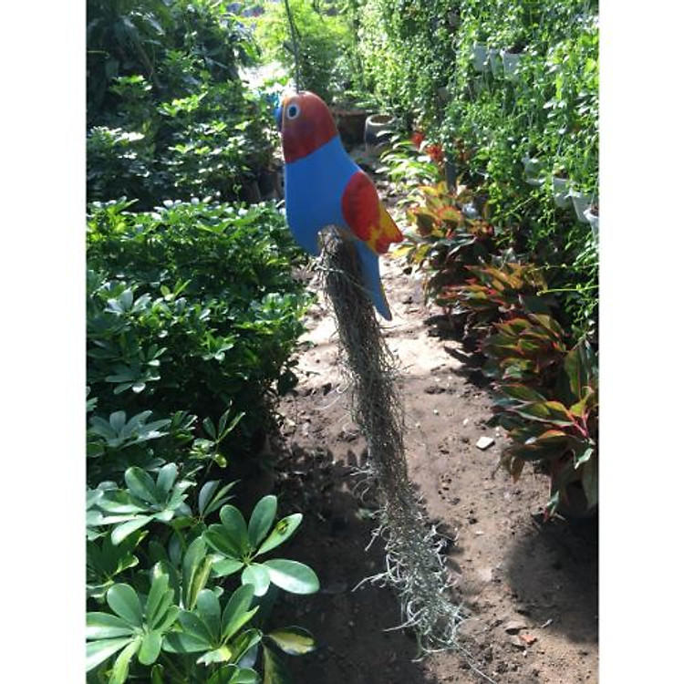 Bộ 2 chậu Cây không khí treo trang trí nhà cửa đẹp