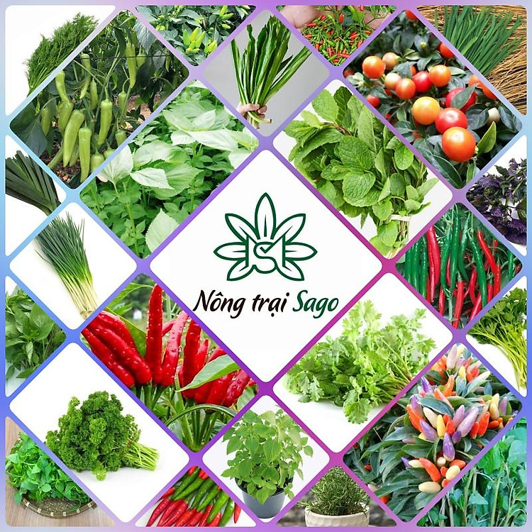 Hạt giống Rau Thơm - Gia Vị Trồng Quanh Năm - Nông Trại Sago