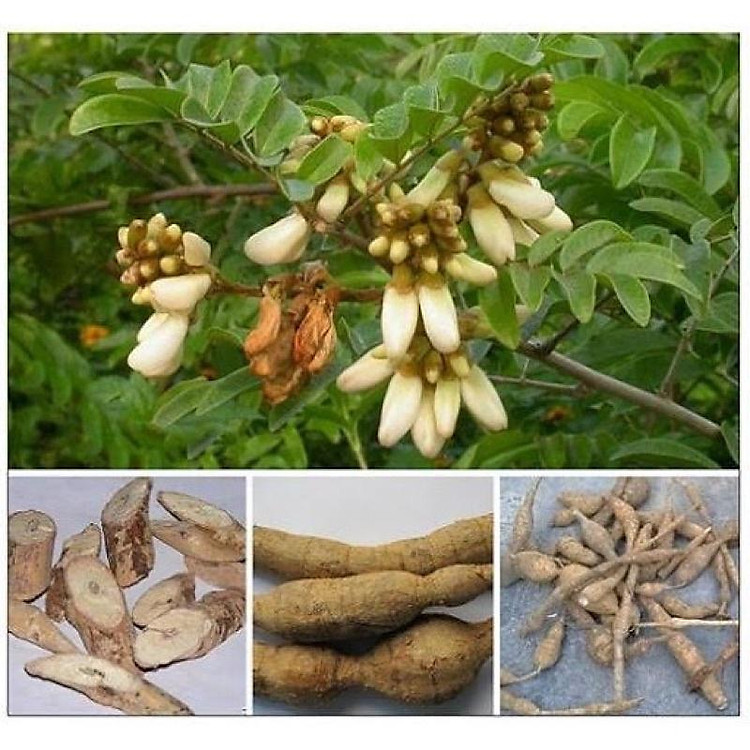 CÂY CÁT SÂM ( CÂY SÂM NAM , CỦ TÀ LỆCH )