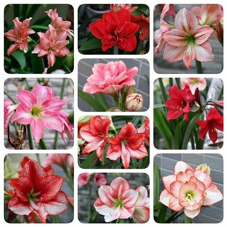 CỦ HUỆ CÁNH KÉP - CỦ SIÊU TO ( ĐỦ MÀU )