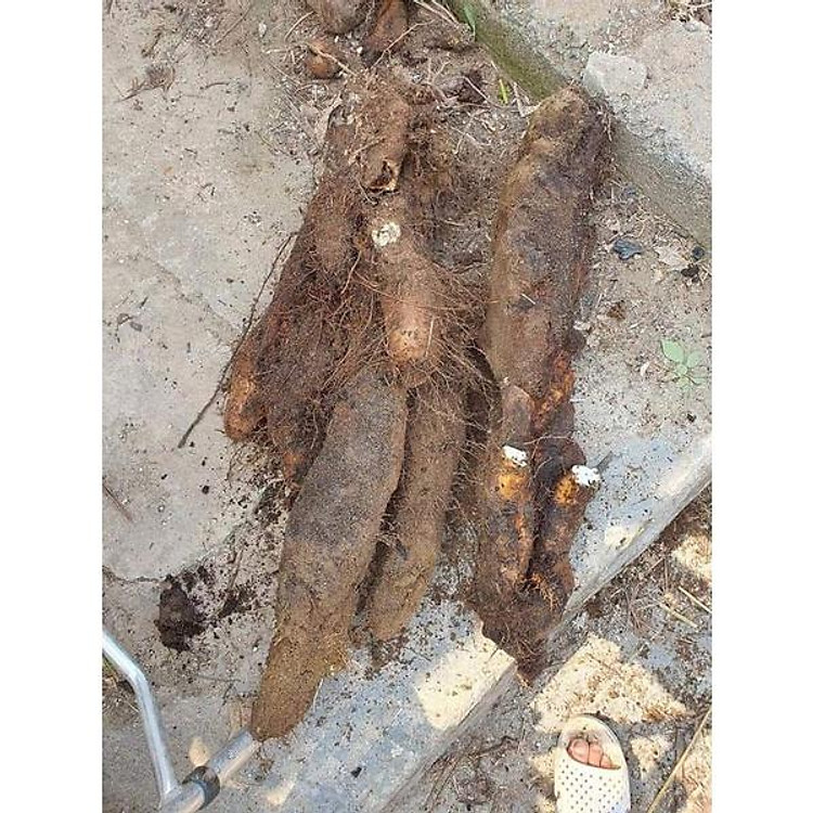 CỦ MÀI TƯƠI LOẠI 1 bồi bổ cở thể