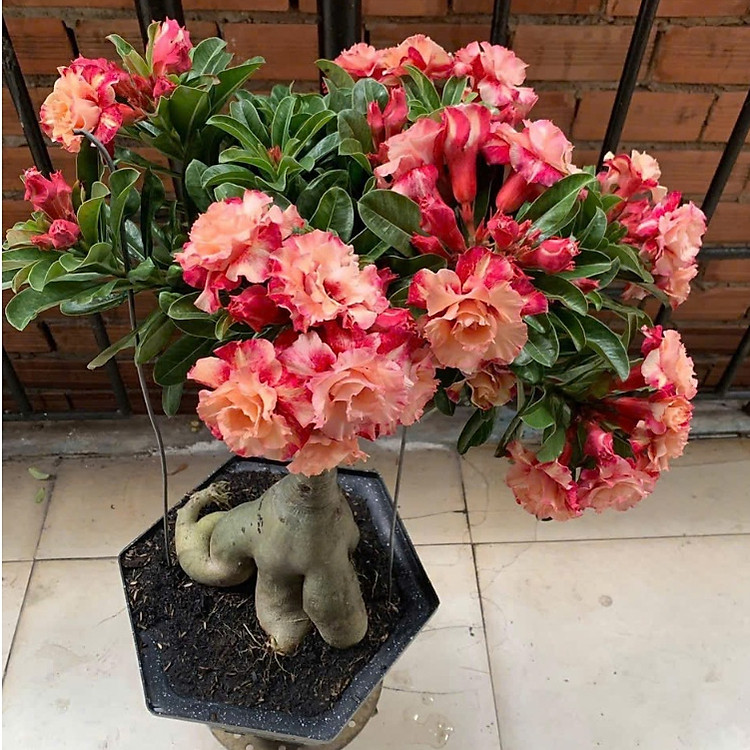 Hạt giống hoa sứ kép Thái Lan - Bịch 10 hạt – Mã số 1964