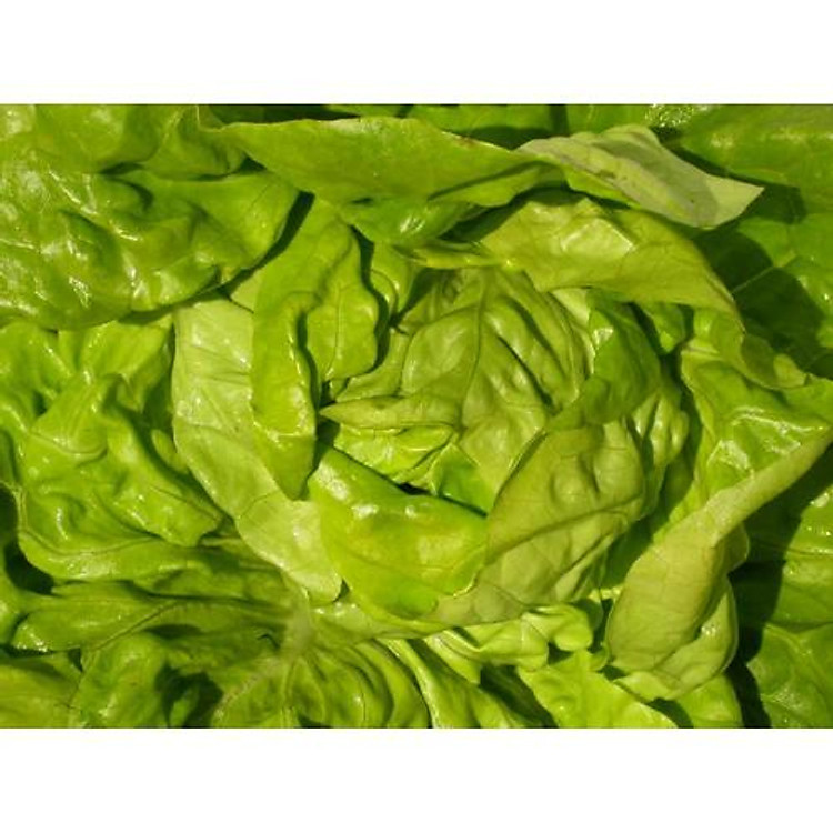 Hạt Giống Xà Lách cuộn Gieo Tháng 10,11,12,1 Dương Lịch, Xà lách Xoăn Trồng Quanh Năm