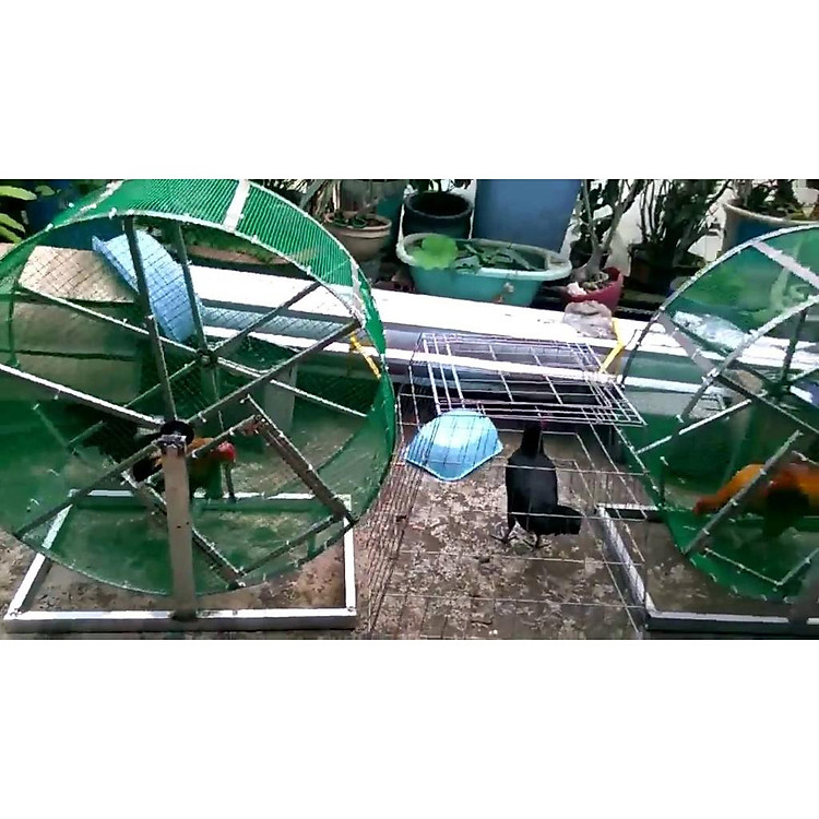 Lòng chạy tập lực cho gà