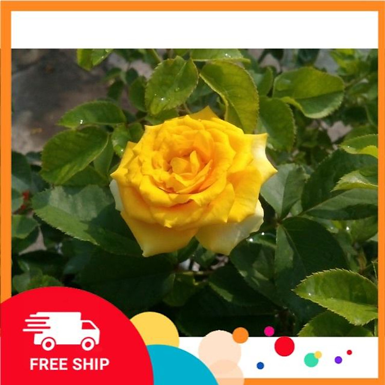 Hồng vàng Sa Đéc