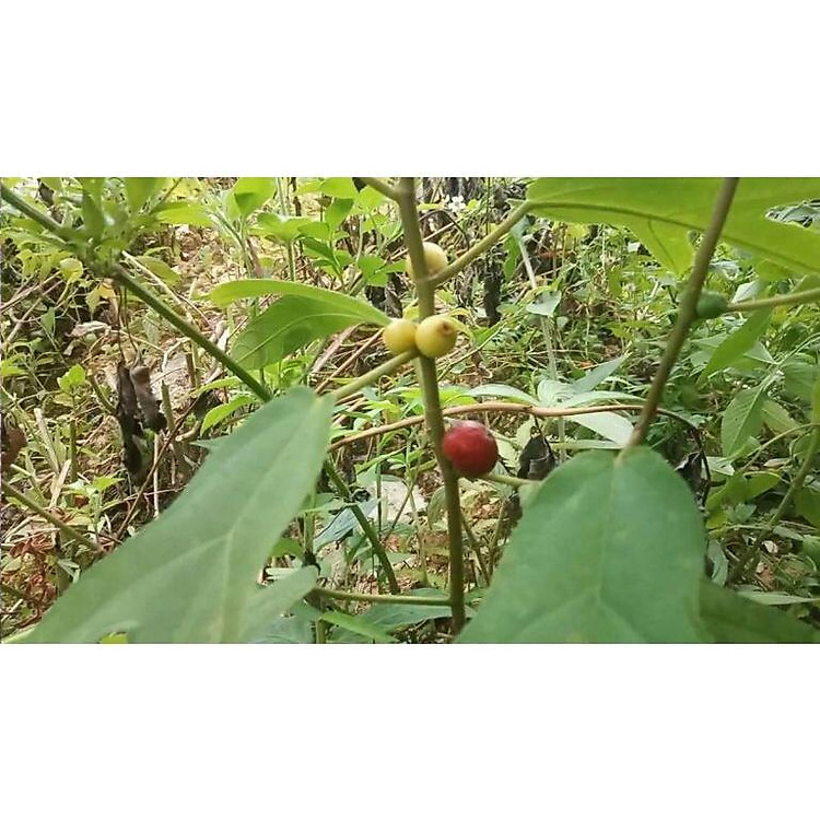 01kg Cây Vú Bò Khô Nhà Làm 981SP