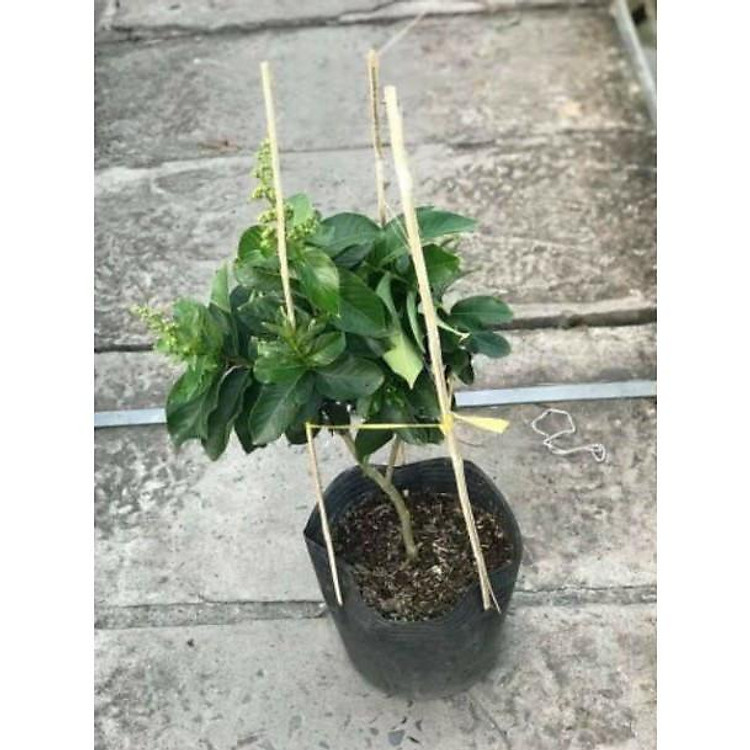 Bằng lăng Thái - siêu bông