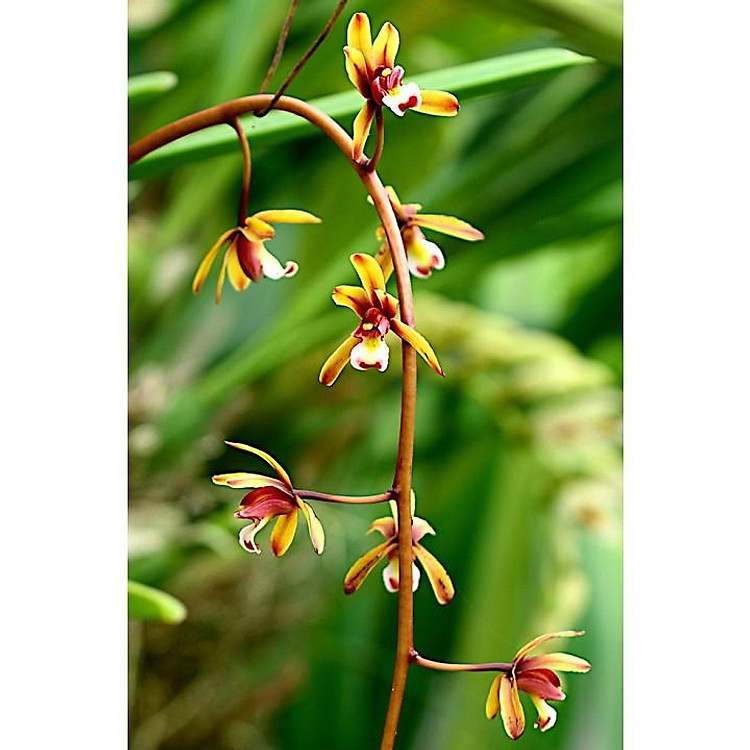 CHẬU LAN KIẾM TIÊN VŨ TRỒNG THUẦN HƠN 1 NĂM, HÀNG RỪNG, MẶT HOA SỔ