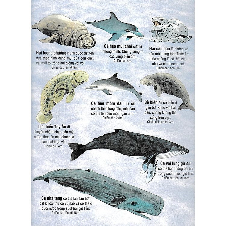 Tương Tác - Big Book - Cuốn Sách Khổng Lồ Về Các Loài Động Vật Biển (Tái Bản 2018) - Ảnh 4