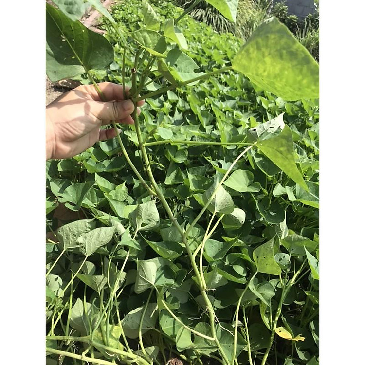 Rau lang Nhật trắng siêu ngọn- dăm cành ( combo 5 dây giống 30cm)