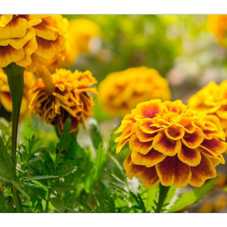 Combo 5 Gói Hạt giống hoa Vạn Thọ Pháp mix màu -gói 50 hạt/tặng kèm gói phân bón lót