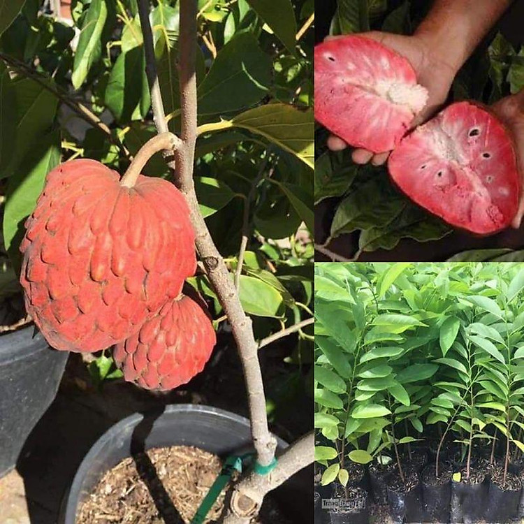 CÂY GIỐNG NA ÚC QUẢ ĐỎ SIÊU SỚM