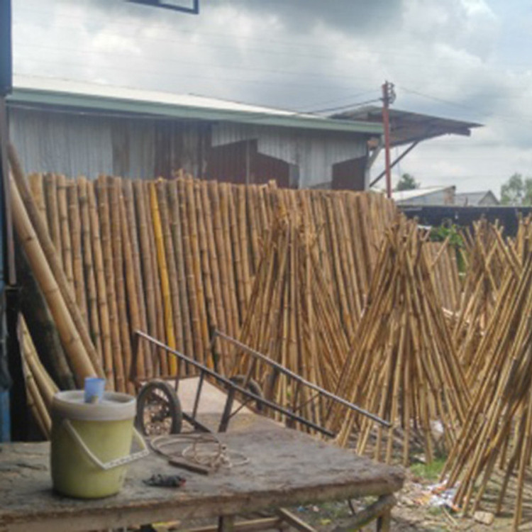 Cây Tấm Vong Thô Phong Thủy.