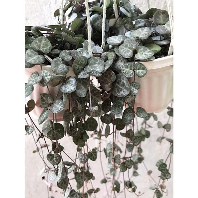 STRING OF HEART- Cây Chuỗi Tim chậu treo
