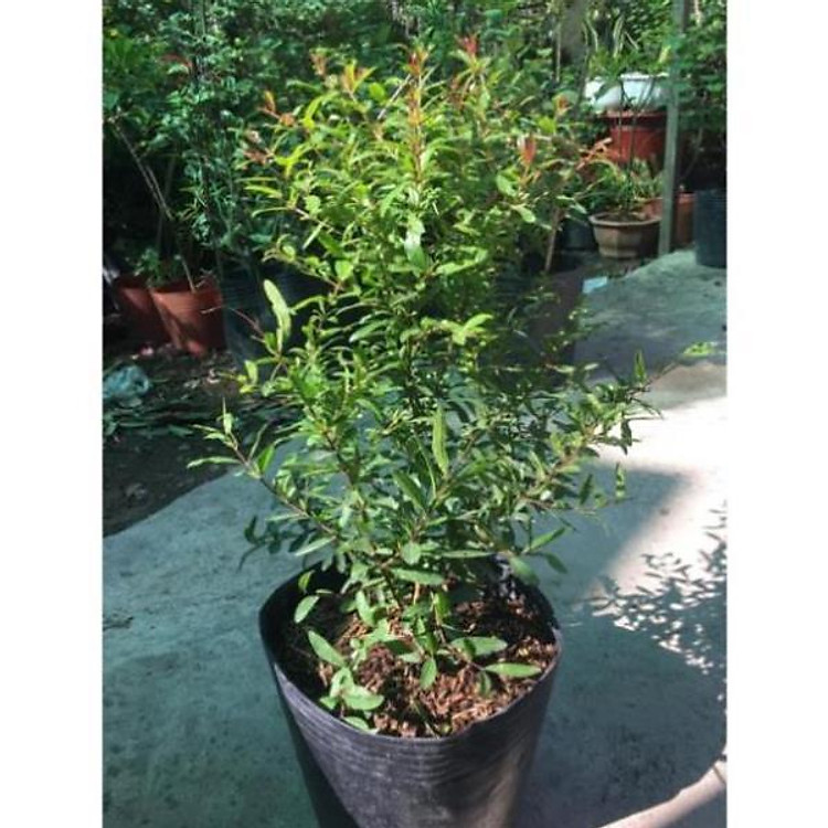 Cây lựu đỏ Mỹ 6 tháng cho trái , cây đẹp, giống chuẩn